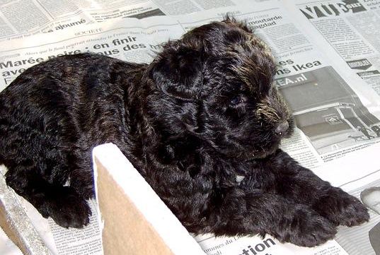 chiots